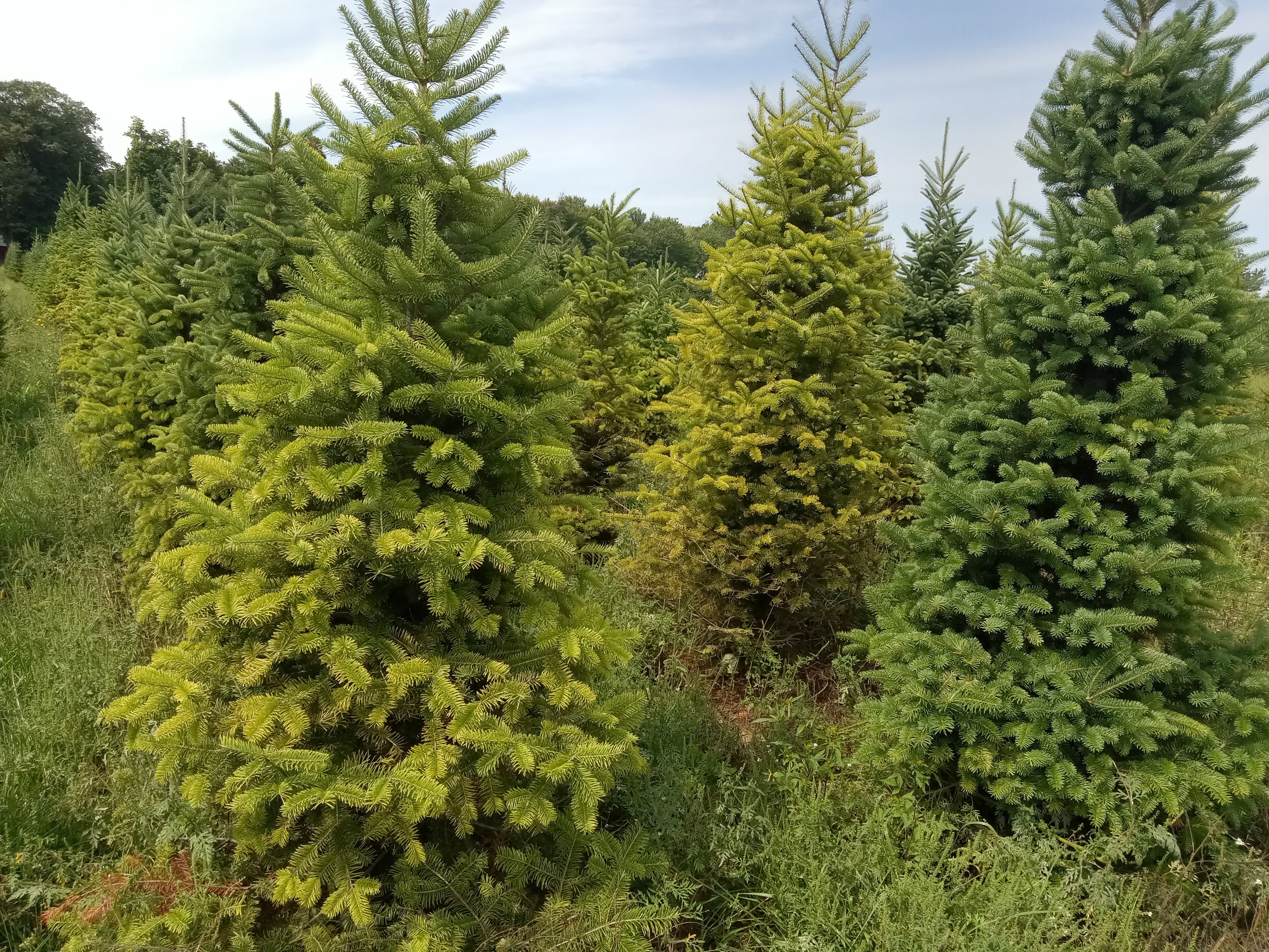 Fraser fir trees yellow in appearance due to nitrogen deficiency.